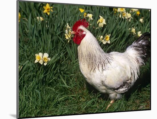 Domestic Chicken, Rooster Amongst Daffodils, USA-Lynn M. Stone-Mounted Photographic Print