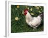 Domestic Chicken, Rooster Amongst Daffodils, USA-Lynn M. Stone-Framed Photographic Print