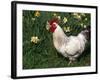 Domestic Chicken, Rooster Amongst Daffodils, USA-Lynn M. Stone-Framed Photographic Print