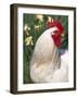 Domestic Chicken, Rooster Amongst Daffodils, USA-Lynn M. Stone-Framed Photographic Print