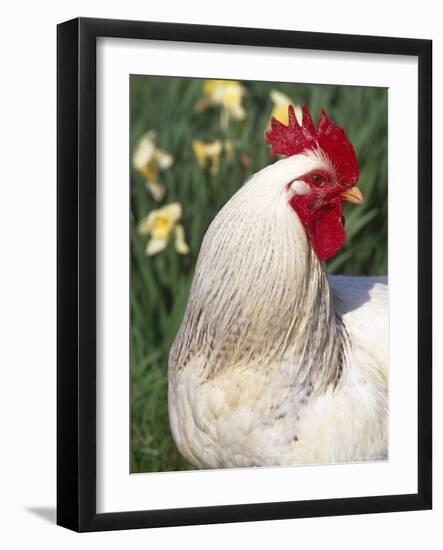 Domestic Chicken, Rooster Amongst Daffodils, USA-Lynn M. Stone-Framed Photographic Print