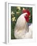 Domestic Chicken, Rooster Amongst Daffodils, USA-Lynn M. Stone-Framed Photographic Print