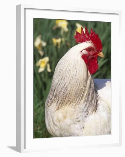 Domestic Chicken, Rooster Amongst Daffodils, USA-Lynn M. Stone-Framed Photographic Print