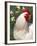 Domestic Chicken, Rooster Amongst Daffodils, USA-Lynn M. Stone-Framed Photographic Print