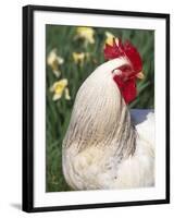 Domestic Chicken, Rooster Amongst Daffodils, USA-Lynn M. Stone-Framed Photographic Print