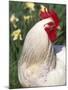 Domestic Chicken, Rooster Amongst Daffodils, USA-Lynn M. Stone-Mounted Photographic Print