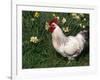 Domestic Chicken, Rooster Amongst Daffodils, USA-Lynn M. Stone-Framed Photographic Print