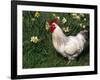 Domestic Chicken, Rooster Amongst Daffodils, USA-Lynn M. Stone-Framed Photographic Print