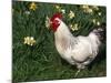 Domestic Chicken, Rooster Amongst Daffodils, USA-Lynn M. Stone-Mounted Photographic Print