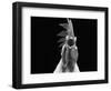 Domestic Chicken, White Leghorn Cockerel Crowing-Jane Burton-Framed Premium Photographic Print