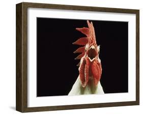 Domestic Chicken, White Leghorn Cockerel Crowing-Jane Burton-Framed Photographic Print