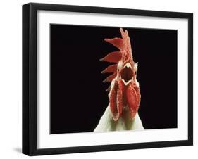 Domestic Chicken, White Leghorn Cockerel Crowing-Jane Burton-Framed Photographic Print