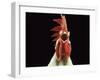 Domestic Chicken, White Leghorn Cockerel Crowing-Jane Burton-Framed Photographic Print