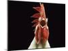 Domestic Chicken, White Leghorn Cockerel Crowing-Jane Burton-Mounted Photographic Print