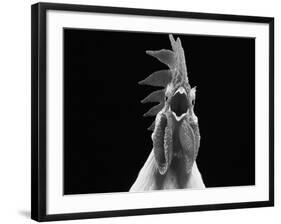 Domestic Chicken, White Leghorn Cockerel Crowing-Jane Burton-Framed Photographic Print