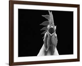 Domestic Chicken, White Leghorn Cockerel Crowing-Jane Burton-Framed Photographic Print