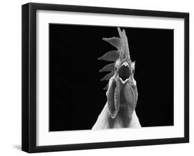 Domestic Chicken, White Leghorn Cockerel Crowing-Jane Burton-Framed Photographic Print