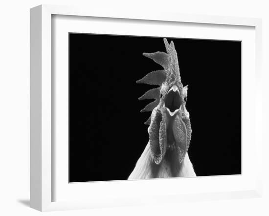 Domestic Chicken, White Leghorn Cockerel Crowing-Jane Burton-Framed Photographic Print