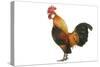 Domestic Chicken-null-Stretched Canvas