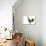 Domestic Chicken-null-Photographic Print displayed on a wall