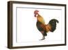 Domestic Chicken-null-Framed Photographic Print