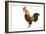 Domestic Chicken-null-Framed Photographic Print