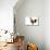 Domestic Chicken-null-Mounted Photographic Print displayed on a wall