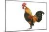 Domestic Chicken-null-Mounted Photographic Print