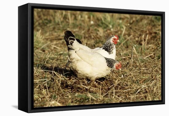 Domestic Chickens Light Sussex Hens-null-Framed Stretched Canvas