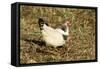 Domestic Chickens Light Sussex Hens-null-Framed Stretched Canvas