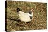 Domestic Chickens Light Sussex Hens-null-Stretched Canvas