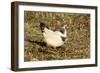 Domestic Chickens Light Sussex Hens-null-Framed Photographic Print