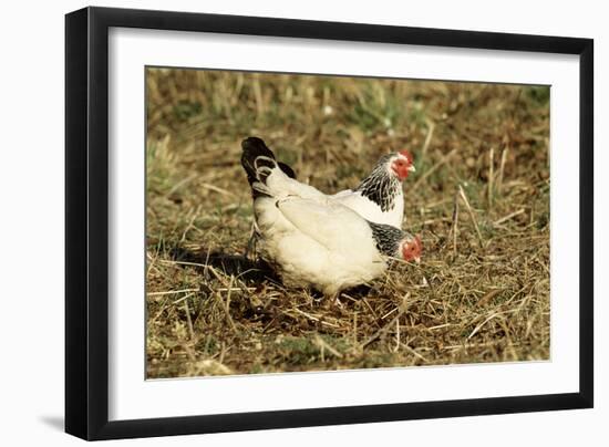 Domestic Chickens Light Sussex Hens-null-Framed Photographic Print