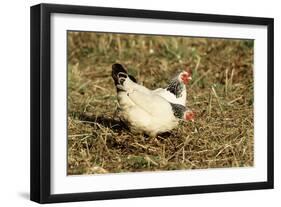 Domestic Chickens Light Sussex Hens-null-Framed Photographic Print