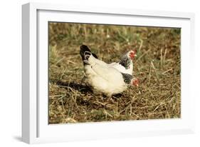 Domestic Chickens Light Sussex Hens-null-Framed Photographic Print