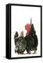 Domestic Chickens Nagasaki Breed-null-Framed Stretched Canvas