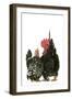 Domestic Chickens Nagasaki Breed-null-Framed Photographic Print