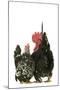 Domestic Chickens Nagasaki Breed-null-Mounted Photographic Print