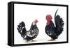 Domestic Chickens Pair of Nagasaki Breed-null-Framed Stretched Canvas