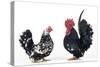Domestic Chickens Pair of Nagasaki Breed-null-Stretched Canvas