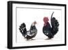 Domestic Chickens Pair of Nagasaki Breed-null-Framed Photographic Print