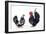 Domestic Chickens Pair of Nagasaki Breed-null-Framed Photographic Print