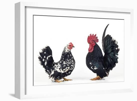 Domestic Chickens Pair of Nagasaki Breed-null-Framed Photographic Print