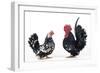 Domestic Chickens Pair of Nagasaki Breed-null-Framed Photographic Print