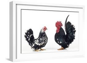 Domestic Chickens Pair of Nagasaki Breed-null-Framed Photographic Print