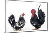 Domestic Chickens Pair of Nagasaki Breed-null-Mounted Photographic Print