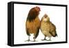 Domestic Chickens-null-Framed Stretched Canvas