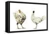 Domestic Chickens-null-Framed Stretched Canvas