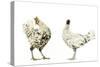 Domestic Chickens-null-Stretched Canvas