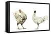 Domestic Chickens-null-Framed Stretched Canvas